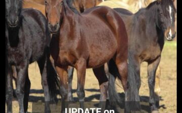 An official update on the Alpine wild horses.