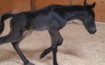 Our premie foal “Breyer” is doing MUCH better!