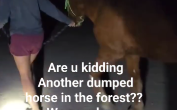 Another dumped horse in the Forest? We have no space!