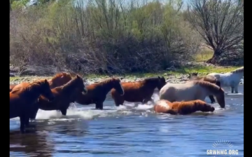 Happy Easter from the happiest horses on earth!