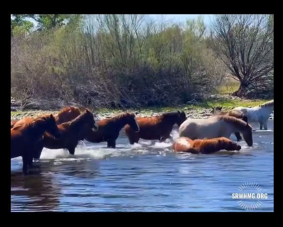 Happy Easter from the happiest horses on earth!