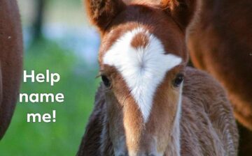 Help name me! Taking votes for child of Spring and Lindor.