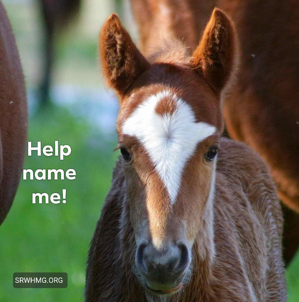 Help name me! Taking votes for child of Spring and Lindor.