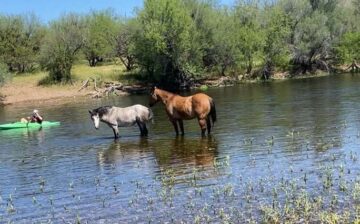 This is not a wild horse! (don’t worry, he’s fine!)