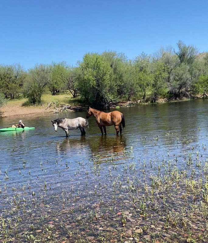 This is not a wild horse! (don’t worry, he’s fine!)