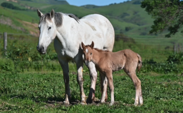 From Return To Freedom: Meet Carlson!