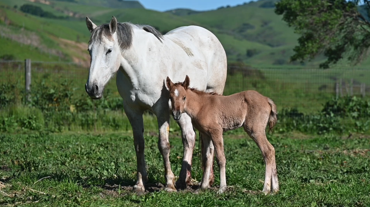 From Return To Freedom: Meet Carlson!