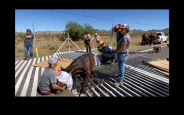 This is why we carry around a carpet at all times! A domestic horse got stuck in the cattleguard.