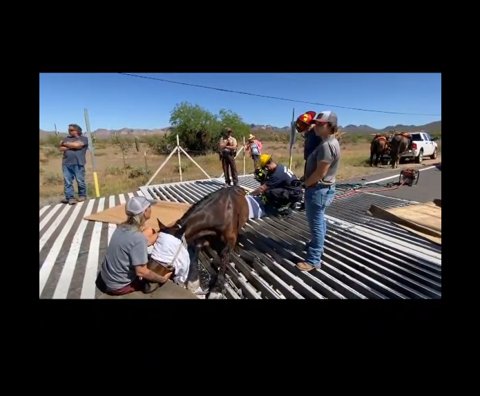 This is why we carry around a carpet at all times! A domestic horse got stuck in the cattleguard.