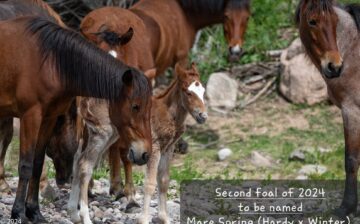 Exciting news, everyone! We have another baby on the river!