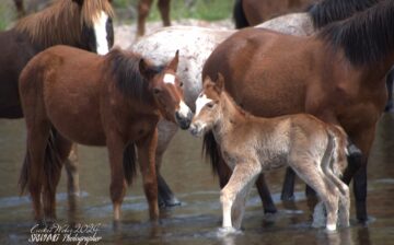 Let’s make a difference with Splendor’s little brother’s name!