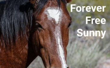 We will miss Sunny; run forever free, beautiful boy.