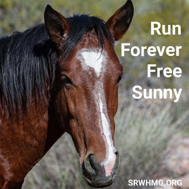 We will miss Sunny; run forever free, beautiful boy.
