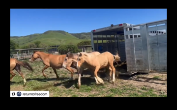 Update on the Alpine Horses from Return to Freedom!