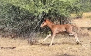 Larger than life! Wonder’s agility and coordination at 3 weeks old is astounding.