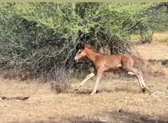 Larger than life! Wonder’s agility and coordination at 3 weeks old is astounding.