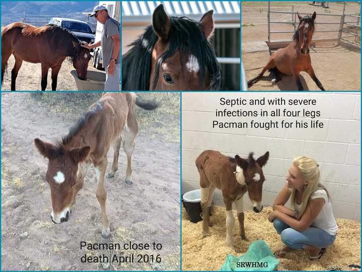 Pacman’s story up until now 🐎