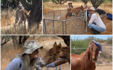 On this day 5 years ago, a story of love…..Peanut’s rescue story