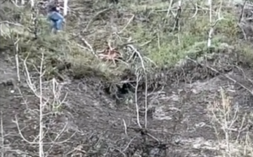 From Alberta: A heart-stopping wild foal rescue from “the cliffs” at Panther River.