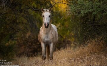 This is one of our retired stallions, the awesome Champ!