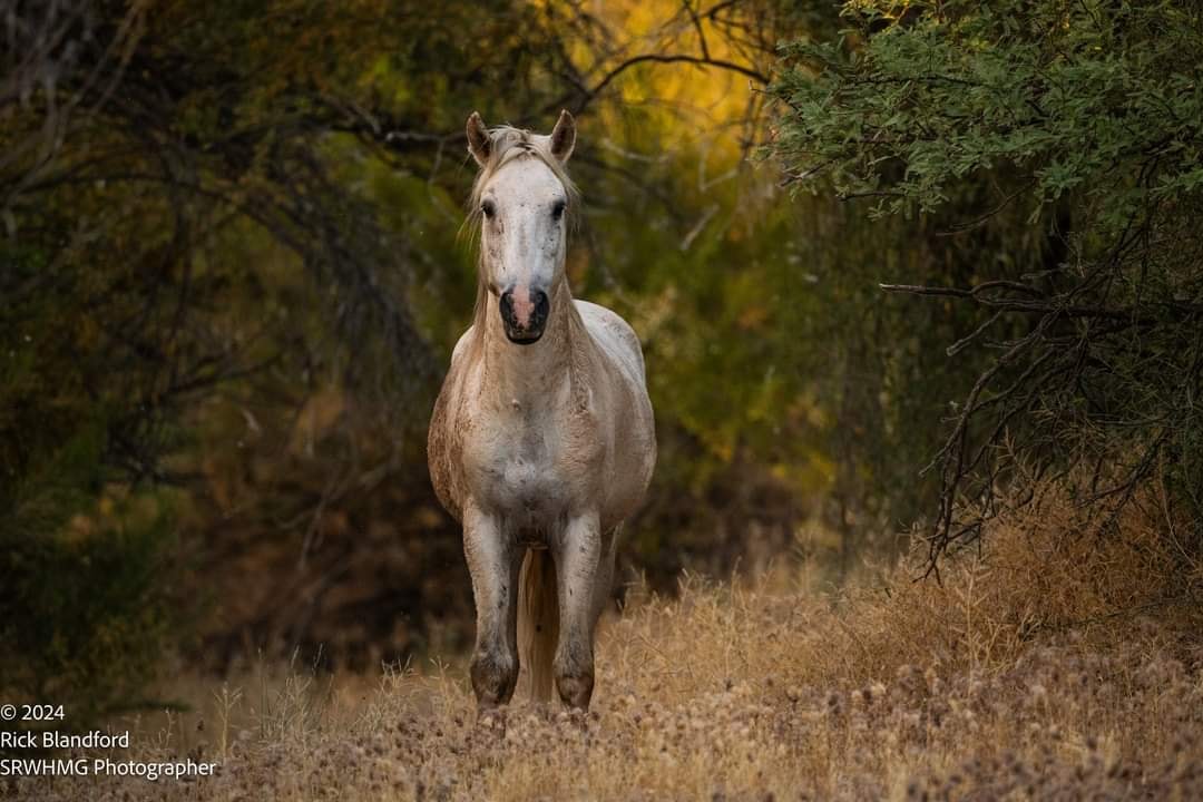 This is one of our retired stallions, the awesome Champ!