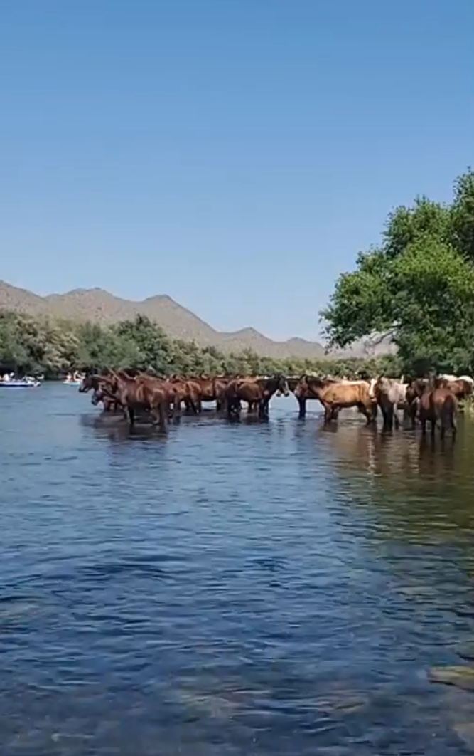LIVE, what the Salt River wild horses have to put up with, but they do it so gracefully!