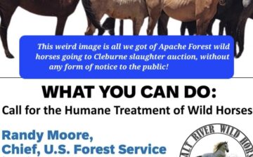 Alpine wild horses in real trouble again! But YOU could help!