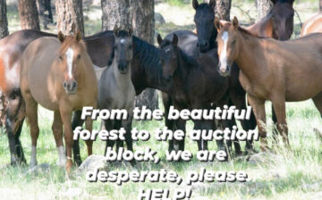 Last call for the 27 beautiful Alpine wild horses at the Cleburne Auction