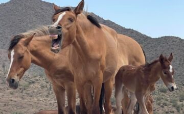 On this Foal Friday, we have good news and bad news.