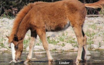 Foal Friday: Guess who this is in 2014?