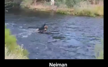 A survivor against all odds, watch how Neiman crosses the river raging.