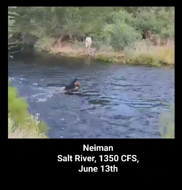 A survivor against all odds, watch how Neiman crosses the river raging.