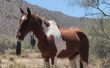 Has anyone seen this paint horse before?