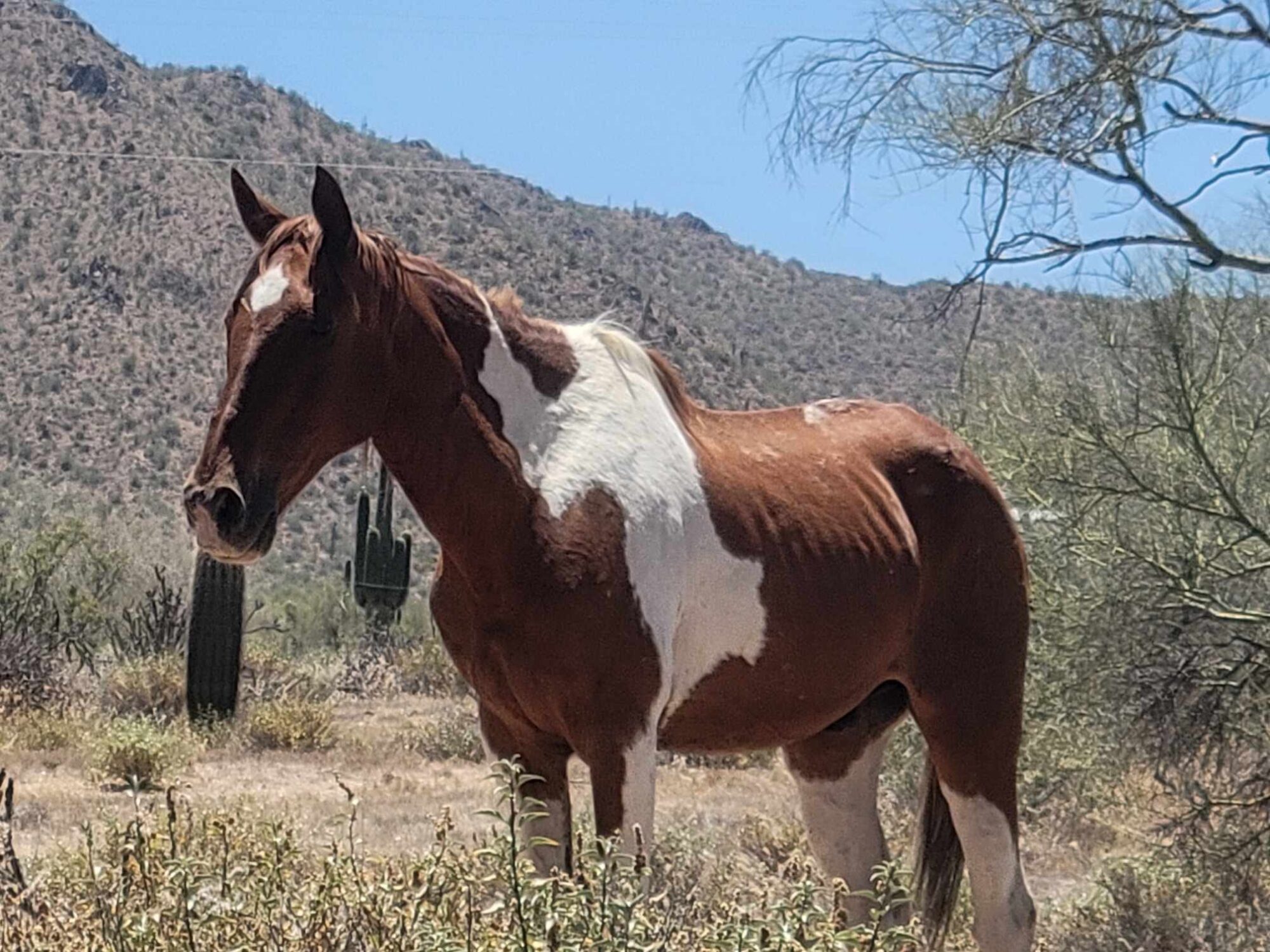 Has anyone seen this paint horse before?