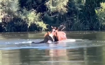 Watch Splendor come to his little brothers rescue when he is in deep water!