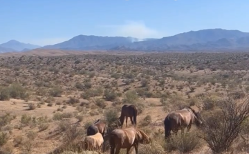 Here’s what the #springfire looks like this morning from horse habitat