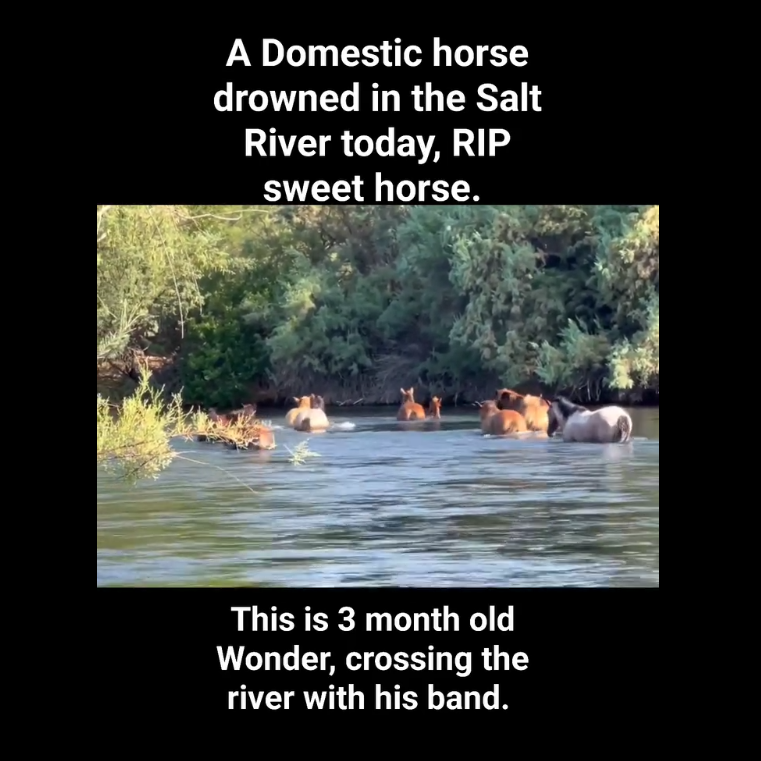 Domestic horse drowns in Salt River.