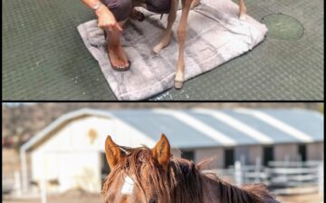 Happy Rescue/Birthday, Sweet Gideon!!