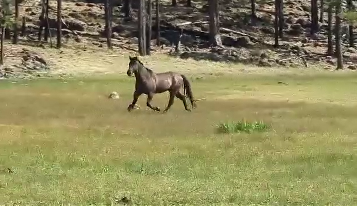 ALL Alpine souls are SAFE, all of them!!