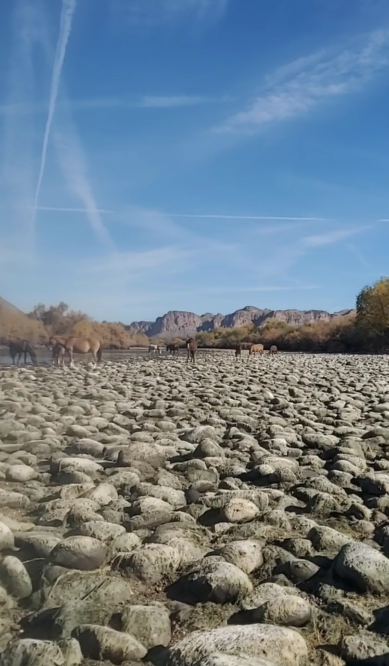 Live with the Salt River wild horses on a lazy Sunday afternoon!