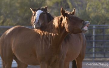 This cute couple are two of our rescues, Peanut and Agave.