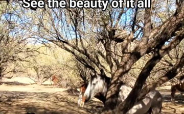 This is how wild horse family bands start.