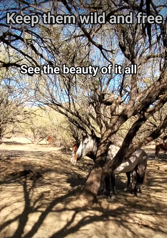 This is how wild horse family bands start.