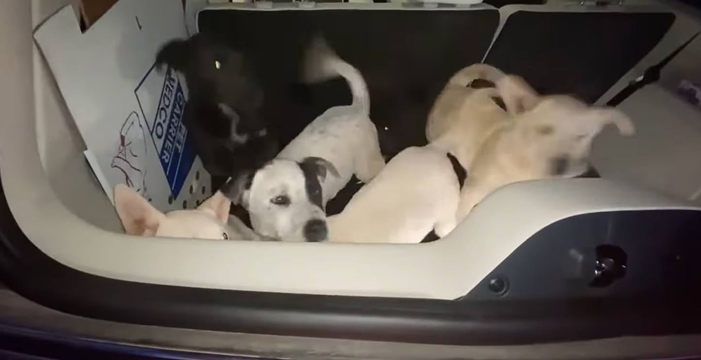Foster home needed! 6 cute puppies found.