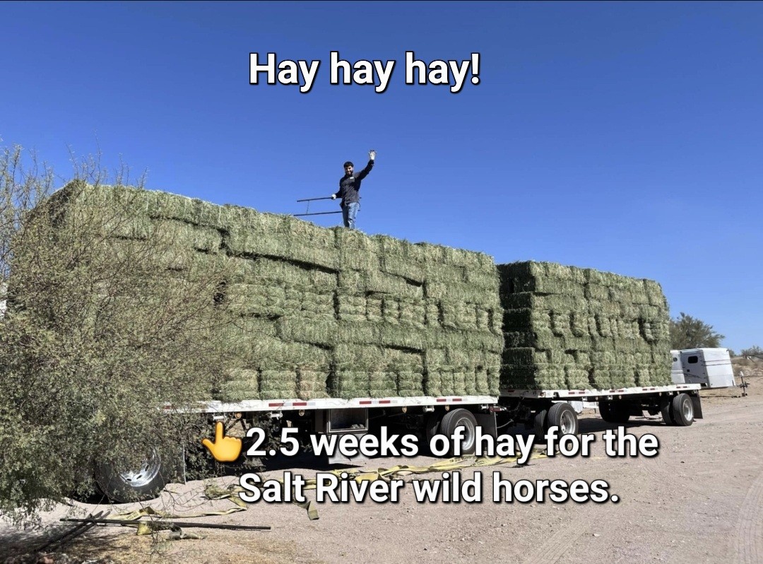 How to Convert your LOVE for the Salt River wild horses into real HAY for them!