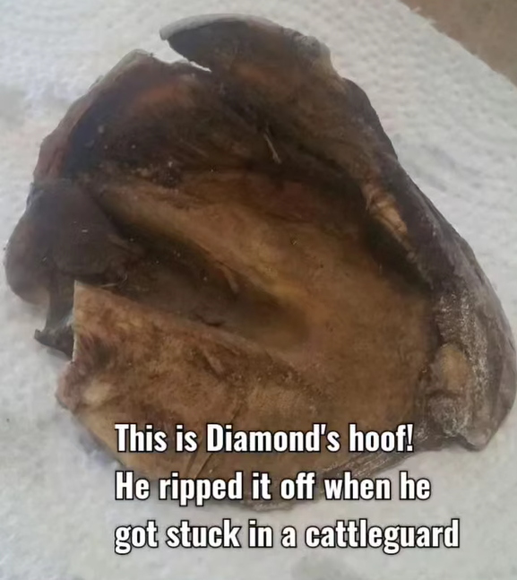 Hoofcare!