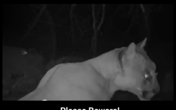 We are just posting this, so people can be aware at night.