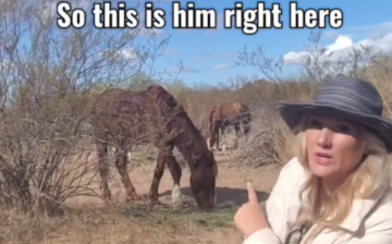 Salt River Wild Horse “Wind”