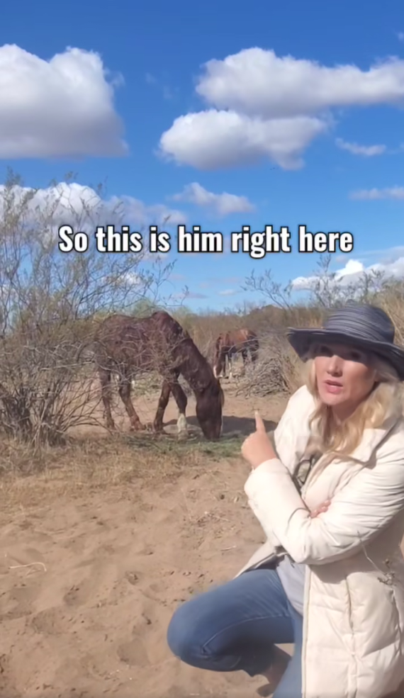 Salt River Wild Horse “Wind”