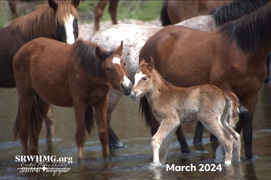 splendor and parent in march 2024